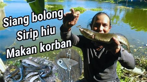 Umpan Pom Pom Ganas Terbaik untuk Ikan Predator di Air Tawar